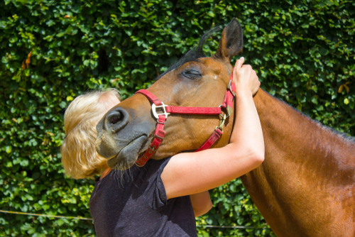 Physical,Therapy,For,Horse,,Exercise,And,Regeneration,For,Horses,,Woman